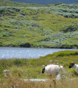 Sheep in Connemara