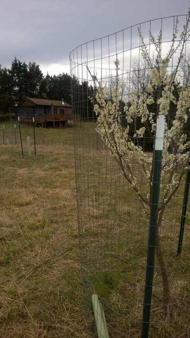 pear-orchard-cabin